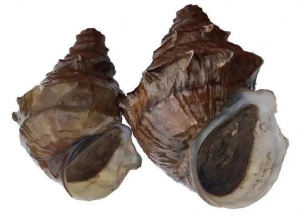 大理呼吁保護(hù)螺螄河蜆等洱海土著螺貝：入侵物種擠占生存空間