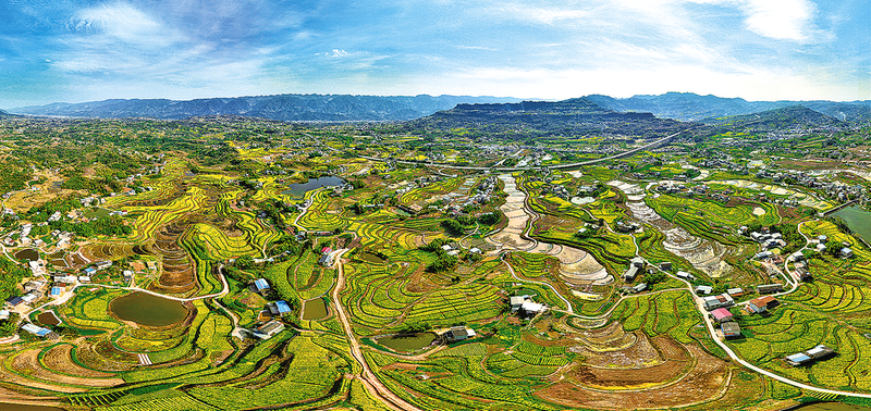 南雅鎮油菜花海。受訪單位供圖