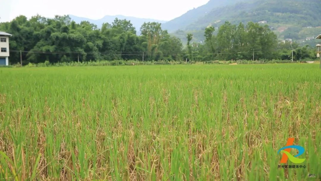 開州區(qū)10萬畝再生稻進(jìn)入發(fā)苗孕穗期