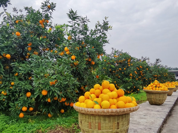 農(nóng)業(yè)科技成果展區(qū)內(nèi)金色的“海洋”。陳泓瑩 攝