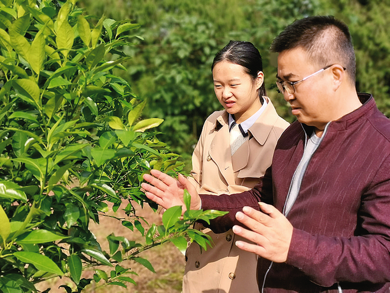 村干部查看果樹生長情況。
