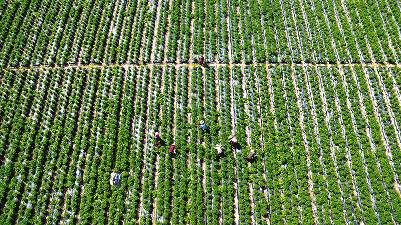 竹溪鎮春秋村蔬菜基地。 記者 崔家清 攝