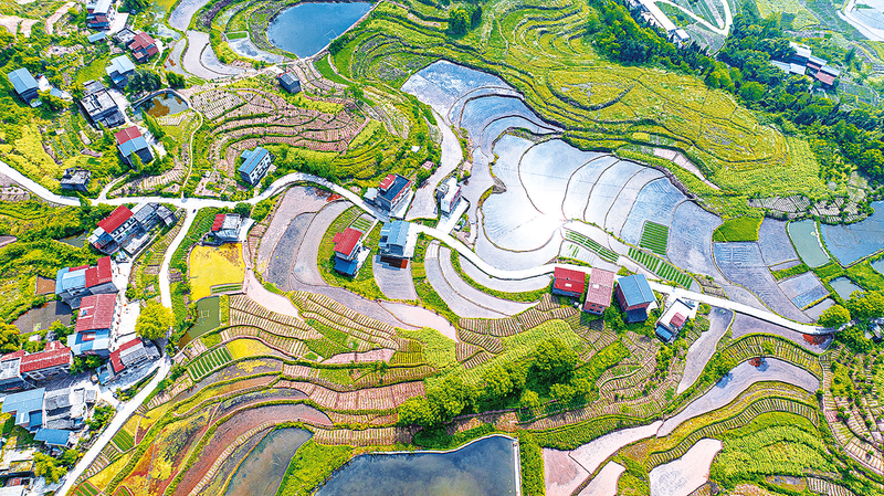 白鶴街道高標(biāo)準(zhǔn)農(nóng)田景美如畫。受訪單位提供供圖