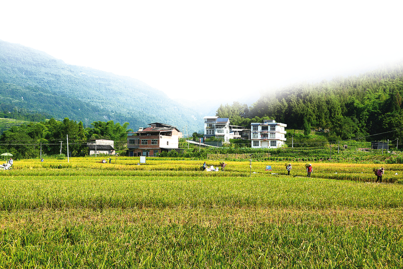 金燦燦的稻田。記者 程超 攝