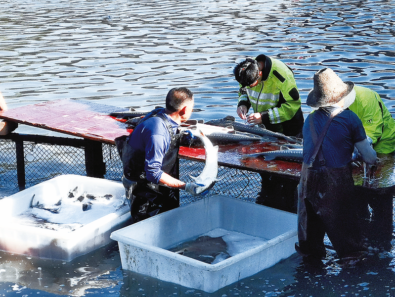 開州：養(yǎng)殖生態(tài)冷水魚 打造致富&ldquo;熱產(chǎn)業(yè)&rdquo;