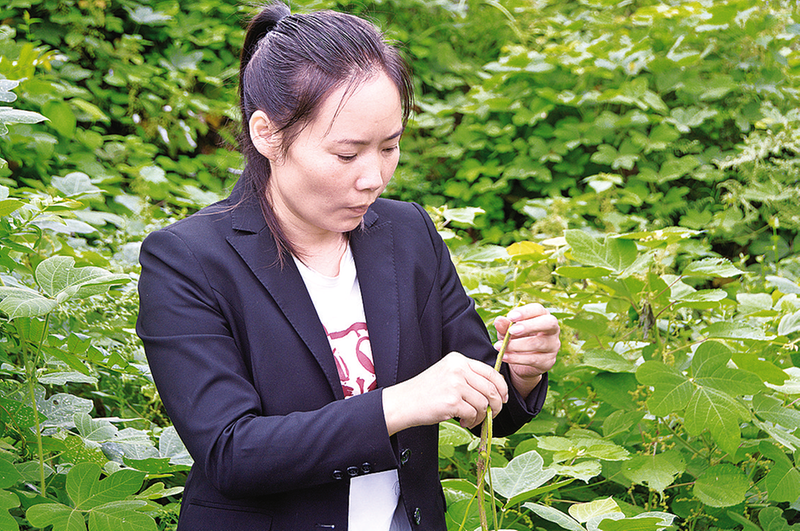 陳敏查看野生葛根生長情況。