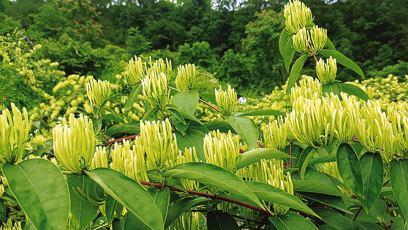 山銀花長勢良好。受訪單位供圖