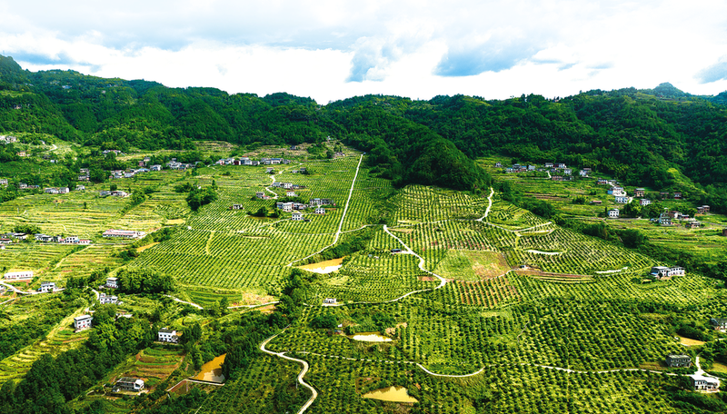 白鶴街道萬畝高標(biāo)準(zhǔn)柑橘果園一片生機(jī)盎然。 記者 崔家清 攝