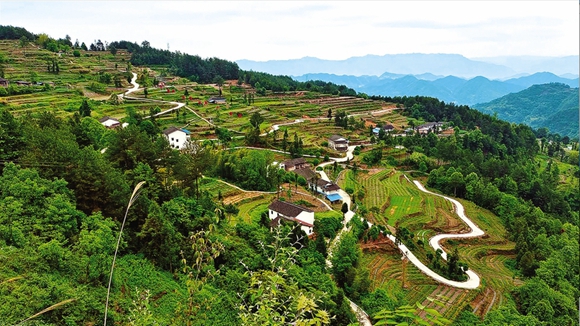 敦好鎮花椒基地。開州區融媒體中心供圖 華龍網發