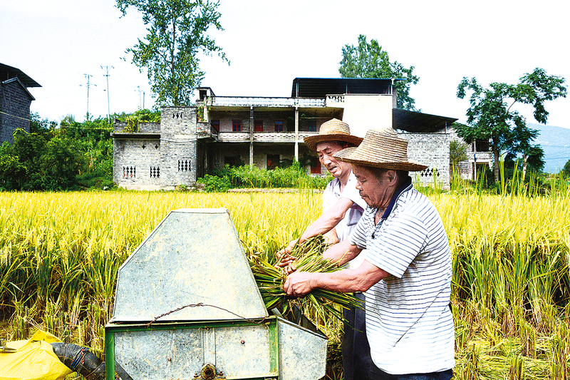 開州：又是一年好&ldquo;豐&rdquo;光 稻谷飄香收割忙